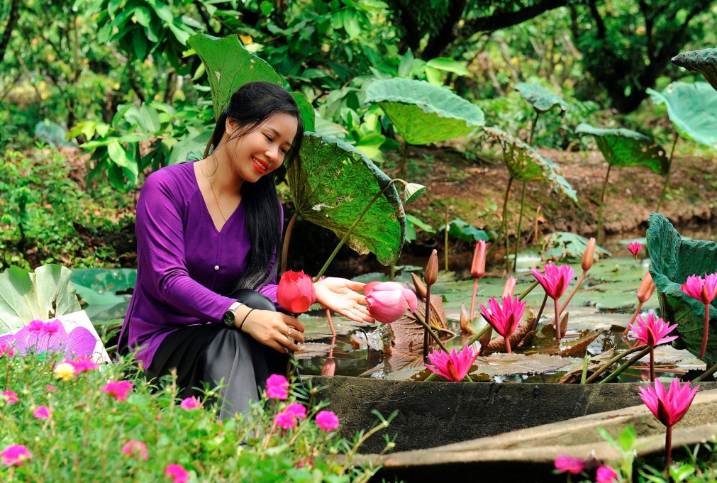 Ngoài trồng sen trang trí vào mùa vải chín, người dân Đồng Mẩn còn ướp trà sen để bán.